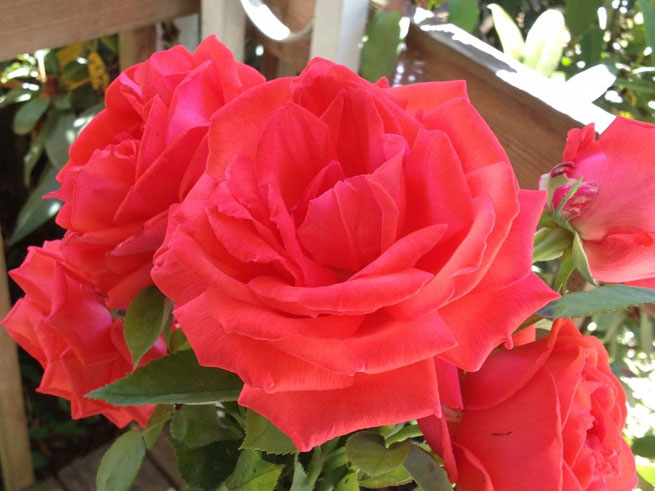 25th Annual Chocolate, Wine & Roses Festival 