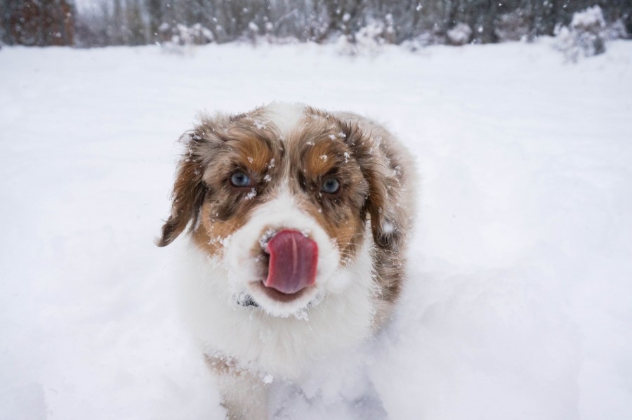 New April Snow And Squaw Valley's 2015 Closing Day Extended!