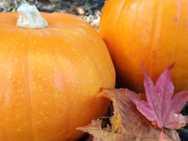 Tahoe City Fall Festival & Pumpkin Patch on October 18th