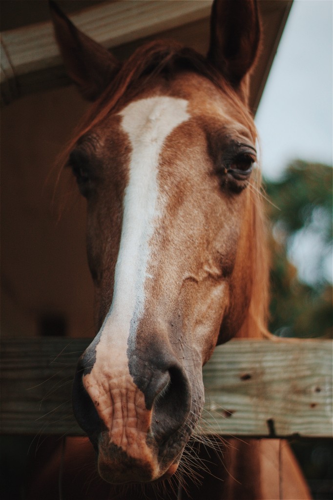 Truckee-Tahoe Horseback Riding the Whole Family Will Love!
